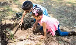 Plant a Tree